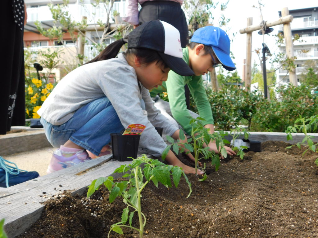 野菜の苗を植え付ける子供たち